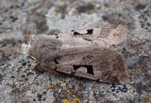 Réf. 321 273 : Orthosia gothica